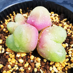 生石花毛汉尼肉锥花迷你小多肉微观植物满10元包邮野鹤园艺