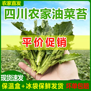 新鲜油菜苔四川农家自种蔬菜青菜油菜心白油菜头绿芸台菜薹芥菜苔