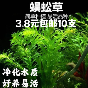 蜈蚣草水草植物鱼缸造景专用和鱼共养净化水质绿植懒人养鱼竹节草