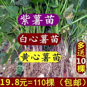 红薯苗秧地瓜苗蜜署西瓜红烟薯25高产紫薯种植苗板栗薯食叶型糖心