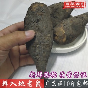 农家入地老鼠500g深山自采新鲜货钻地老鼠汤料白古鼓首花紫茉莉根