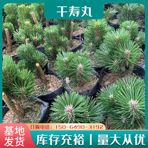 精品千寿丸黑松嫁接造培育大芽松树嫁接盆景苗木盆栽常年原土原盆