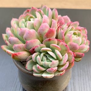 莎莎女王 红边月影系老桩群生多头多肉植物稀有大株阳台桌面盆栽