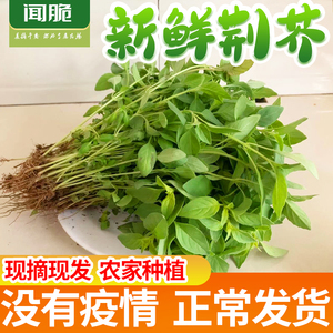 荆芥菜新鲜现摘现发河南精菜大叶农家自种蔬菜调味菜整箱批发包邮