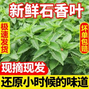 十香菜新鲜石香菜大叶麝香菜河南特产调味菜现摘现发批发包邮