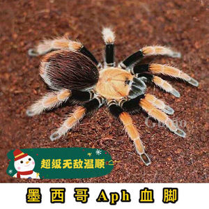 超级温顺宠物蜘蛛墨西哥aph血脚长寿不咬轻易上手无毒性无害异类