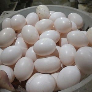 白土鸽子蛋