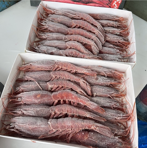 西班牙红魔虾超大海捕新鲜刺身特大鲜活零号莫桑比克8只生呛红虾