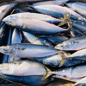 大连船冻青占鱼6斤新鲜海鲜中号冷冻青花鱼小头鱼鲐鲅鱼马鲛