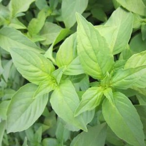 拍2送1  安徽特产荆芥大叶荆芥菜加冰新鲜发货荆棘头凉拌菜1