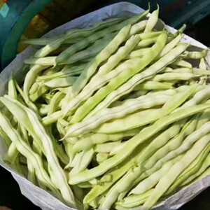 山东老来少白芸豆新鲜蔬菜豆角扁豆3斤包邮四季架豆摘不败九