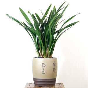 金边墨兰带花苞兰花开花苗室内花卉盆栽绿植