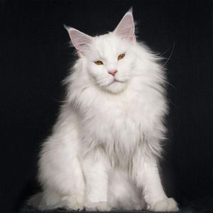 纯白色缅因猫纯种幼猫活体巨型猫咪活物宠物猫幼崽异瞳狮子猫大型