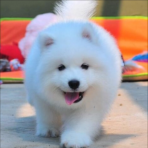 纯种萨摩耶幼犬活体熊版萨摩耶雪橇犬微笑天使萨摩耶犬白色宠物狗