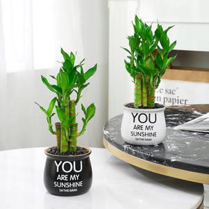 富贵竹节节高盆栽水培植物客厅室内小盆景招财水养办公室绿植花卉