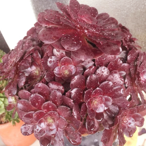 欧紫紫羊绒法师老桩多肉植物多头大株大手捧一物一拍阳台净化空气