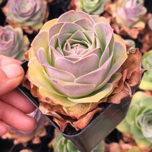 多肉耶罗玫瑰老桩粉萌多肉可爱裸根绿植桌面净化阳台山地玫瑰多肉