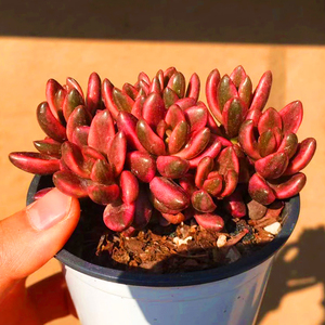 多肉植物巧克力锦群生多头云南新款稀有贵货组合盆栽自然出锦萌肉