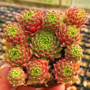 多肉植物草莓卷娟办公室室内阳台桌面创意迷你绿植园艺花卉萌肉肉