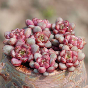 多肉植物红葡萄