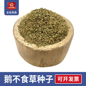 鹅不食草种籽500粒打喷嚏烂鼻子石胡荽鹅不吃草鸡肠草苍耳子种子