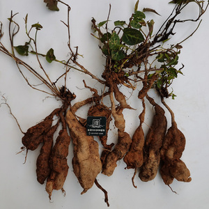 何首乌苗人形根块苗镇宅名贵中药材夜交藤爬藤盆栽攀援常绿植物