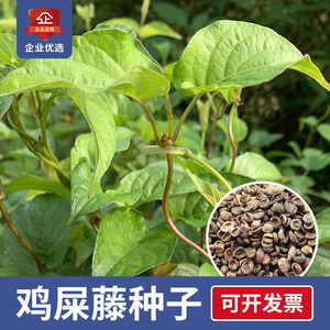 鸡屎藤种子300粒树苗海南特产开胃公路护坡绿植种籽泡酒鸡矢藤苗