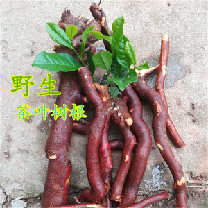 茶叶树根茶根天然中药材 新鲜现挖采大别山老茶树根绿茶叶根霍山