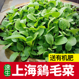 四季鸡毛菜种籽上海青苏州青快菜速生小白菜油菜阳台盆栽蔬菜种子