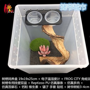 澳大利亚蓝姥爷蝌蚪绿蓝色老爷树蛙活体牛奶蛙树蛙雪花老爷饲养盒