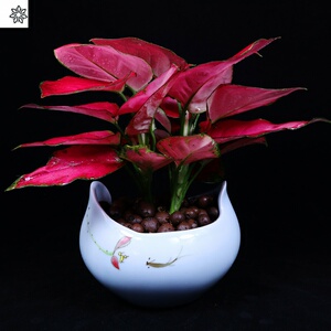 花卉盆栽红色如意