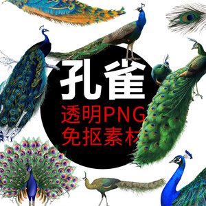 孔雀 鸟类动物PNG格式免抠图照片装饰卡通高清透明底元素设计素材