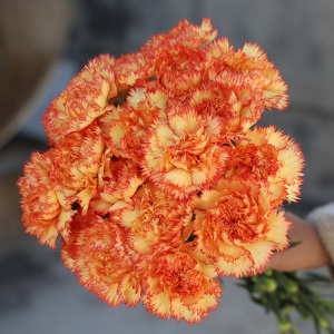 基地直发康乃馨