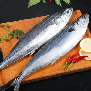 大鲅鱼新鲜活鲐鲅鱼马鲛鱼大整条冷冻青花鱼马友鱼海鲜马交鱼批发