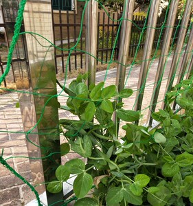 蔷薇爬墙网月季爬墙网藤蔓植物爬藤牵引网植物爬藤网 户外户外