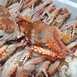 优质石英蟹 花蟹 毛蟹100/150规格32只左右麻辣干锅自助餐食材