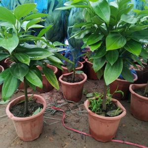 幸福树苗盆栽叶