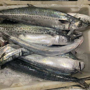 鲅鱼新鲜鲜活海捕4斤2-3条川乌冷冻海鲜水产深海马鲛鱼舟山大鲅鱼