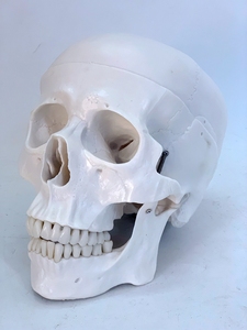 成人一比一医学仿真人体头骨模型头颅骨解剖数字编码标识骷髅标本