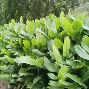 广东肇庆裹蒸粽叶  冬叶  纯野生 新鲜粽子叶 新鲜冬叶  新鲜现摘