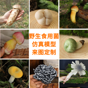 仿真云南野生菌蘑菇模型假松茸松露牛肝菌鸡枞竹荪青头鸡油菌样品