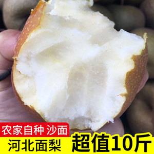 面梨河北省黑面梨水果当季整箱沙面大面梨放面噎人的小面梨面果梨