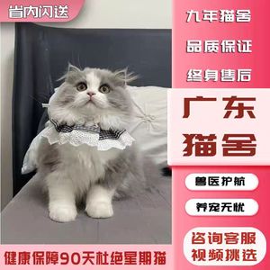 【广东猫舍】英短蓝白猫布偶猫纯白折耳蓝猫金银渐层猫美短矮脚猫