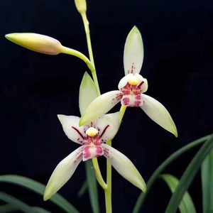 原盆土带花苞 浓香型 兰花苗 建兰四季兰 小凤仙 室内花卉绿植