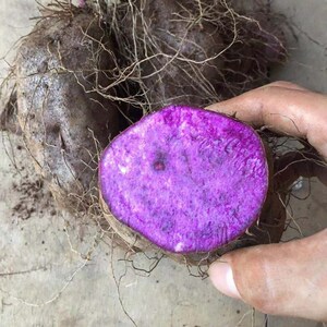 现挖广东湛江紫山药新鲜蔬菜包邮淮山脚板薯紫色毛薯整箱5斤包邮