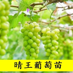 新品种日本香印晴王葡萄苗 阳光玫瑰无核葡萄树苗 青提无籽葡萄