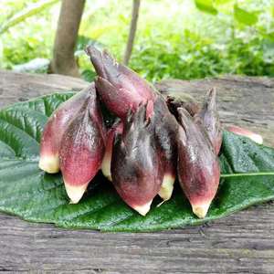 阳荷新鲜洋合笋陕西野生阳荷姜蔬菜阳和洋荷茗荷嫩姜芽洋火姜食用