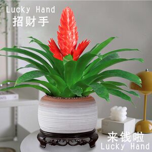 招财手鸿运当头盆栽办公室内净化空气好养花卉植物四季开花红玉扇