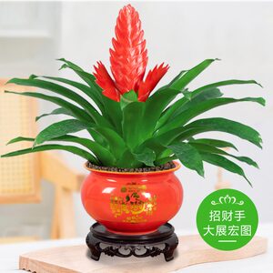 招财手鸿运当头盆栽办公室内净化空气好养花卉植物四季开花红玉扇