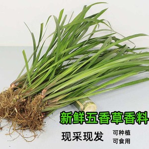 山奈500g五香草贵州现挖三萘茴香菖蒲草随手香草盆景盆栽带根发货
